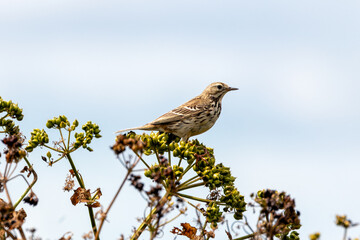 Meadow Pipit (Anthus pratensis) - Commonly Found in Europe and Western Asia