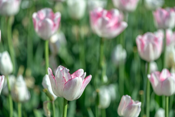lots of beautiful white pink tulips, spring natural background