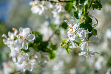 blossoming apple tree, natural floral, floral background