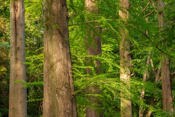 森のラクウショウ