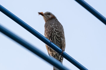 昆虫を捕食する鳥