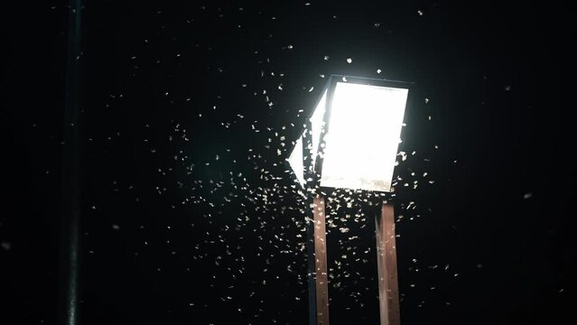  夜中の街灯に群がる大量の虫