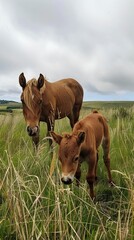 Fototapeta premium Foal and calf in the field, Potro y becerro en el campo, becerros