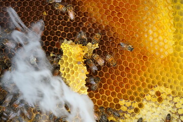 Honey, bees and beekeepers smoking equipment with smoke and fire coming out of the nozzle
