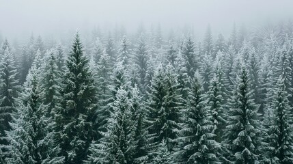 Obraz premium Imagine a dense pine forest in winter. Picture the trees covered in a thick layer of snow, their green needles peeking through, creating a peaceful and pristine winter wonderland.