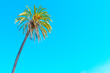 Obraz premium Single Palm Tree Against Clear Blue Sky