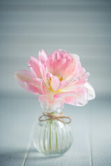 Beautiful pink flower tulip in a transparent small vase on a light background