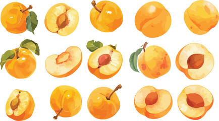apricot watercolor clipart	