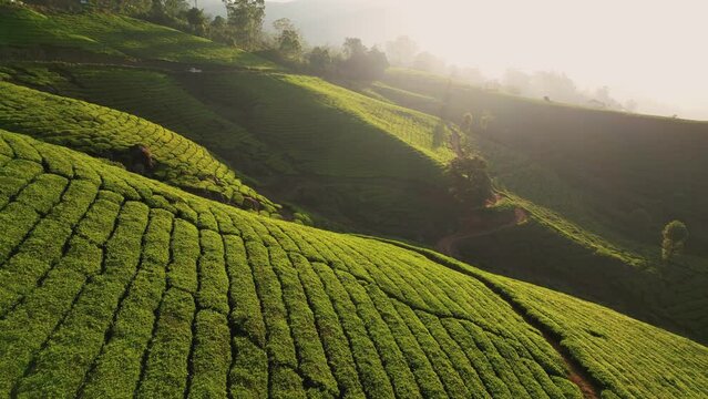 Aerial view of tea plantation at sunset or sunrise, Munnar, India. Green tea terraces, agriculture farm land of traditional village in countryside