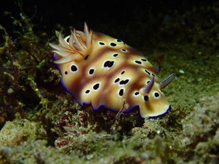 Nudibranch on the seabed. A nudibranch moves along a sandy bottom among corals at night underwater.