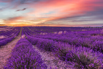 Fototapeta premium Wonderful nature landscape, amazing sunset scenery with blooming lavender flowers. Moody sky, pastel colors on bright landscape view. Floral panoramic meadow nature in lines with trees and horizon 