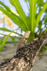 Oriental garden lizard on tree branch with blurred white sand background. Tropical island wildlife, reptile climbing up on tree
