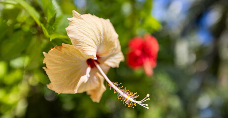 Macro nature flower. Exotic tropical garden or park serenity with closeup soft yellow hibiscus flower. Sunlight serene green blurred lush foliage background. Spa zen and wellness natural panorama
