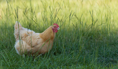 Chicken hen sneaking through the grass