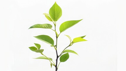 Fototapeta premium A young sapling with fresh green leaves, isolated on a white background, bright and detailed, high-definition, studio lighting