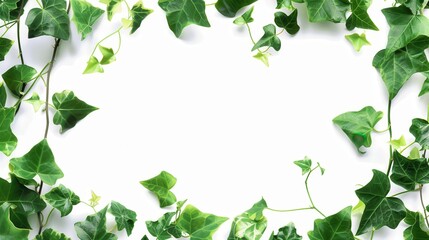 Fototapeta premium A delicate vine frame with green ivy leaves, isolated on a white background, high-definition, sharp details, studio lighting