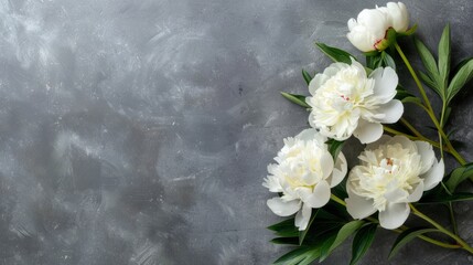 Fresh white peony flowers on light gray table background. Empty place for emotional, sentimental text, quote or sayings. Closeup. Top down view
