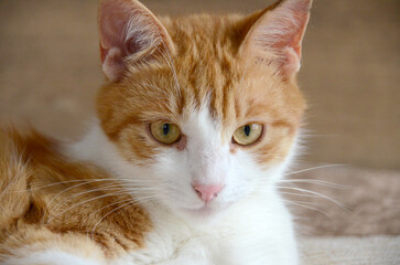 Felis silvestris forma catus, Domestic-cat, red-white, lying