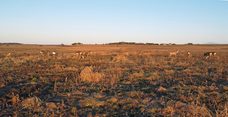 Naklejka premium A group of roe deer on the field in early spring. Flock of European roe deer (Capreolus capreolus).