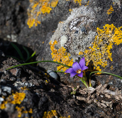 Flor 2