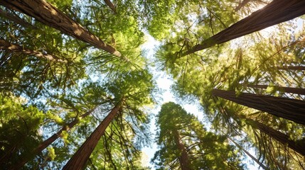 Fototapeta premium Visualize a peaceful grove of towering redwood trees, their massive trunks and towering canopy creating a cathedral-like atmosphere of reverence and tranquility.