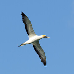 Australasian Gannet in flight