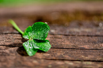 Four-leaf clover on a natural wooden background, a symbol of good luck