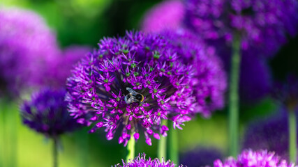 Fototapeta premium Beautiful natural background, pink, purple ornamental garlic in the garden