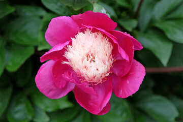Purple pink and cream double peony paeonia ‘White Cap’ in flower
