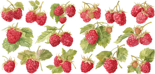 raspberry watercolor clipart	