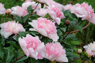 White and pale pink double peony paeonia ‘Do Tell’ in flower © Alexandra