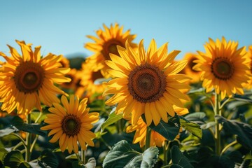 Obraz premium A field of sunflowers in full bloom, with a clear blue sky overhead. 