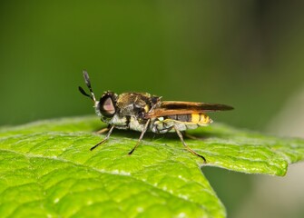 Soldier fly Hoplitimyia mutabilis insect leaf nature pest control Springtime.