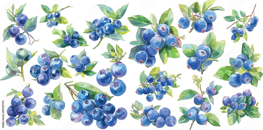 Poster blueberry watercolor clipart	