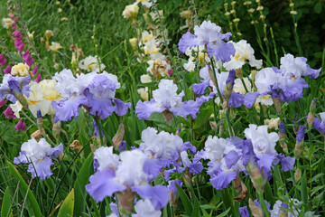 Naklejka premium Lilac purple and white Bearded Iris ‘Lark Rise’ in flower.