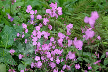 Pink Silene dioica, Red Campion, in flower.