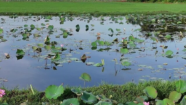 Aerial view by drone of lotus flower lake, large field in new, seedling growing in water, green leaf on surface of pond, kind of plant at Hue countryside, Vietnam