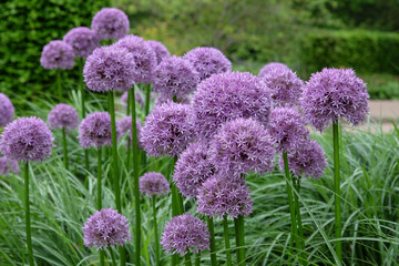 Obraz premium Purple allium, ornamental onion, ‘Globemaster’ in flower.