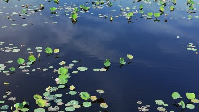 Aerial view by drone of lotus flower lake, large field in new, seedling growing in water, green leaf on surface of pond, kind of plant at Hue countryside, Vietnam
