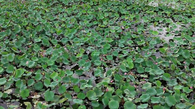 Aerial view by drone of lotus flower lake, large field with pink bloosom and green leaf in wind, lotus plant is seasonal plant, a agricuture product of Hue countryside, Vietnam