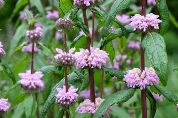 Pink Phlomoides tuberosa, sage leaf mullein ‘Amazone’ in flower.