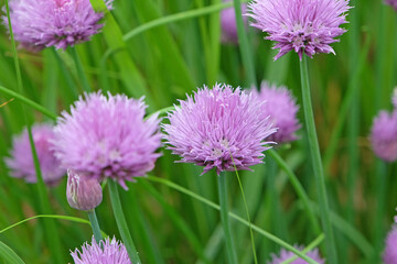 Purple Allium schoenoprasum, wild chives, in flower.