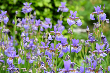 Pale blue Siberian flag iris, Sibirica Iris ‘Heavenly Blue’ in flower.