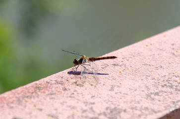 Dragonfly basks in sun. Dragonfly resting on railing against blurred natural background
