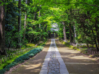 【神奈川県】鎌倉市・寿福寺参道