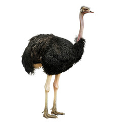 A standing ostrich with detailed feathers and long legs, isolated on transparent background.