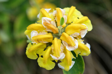 Yellow Phlomis chrysophylla, Gold leaf Jerusalem sage in flower.