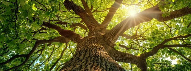 horizontal image, view from below on sunlight through the big tree. Nature green background. For wallpaper, banner, design, linkedin, business, blog, youtube, card, poster, world environment day