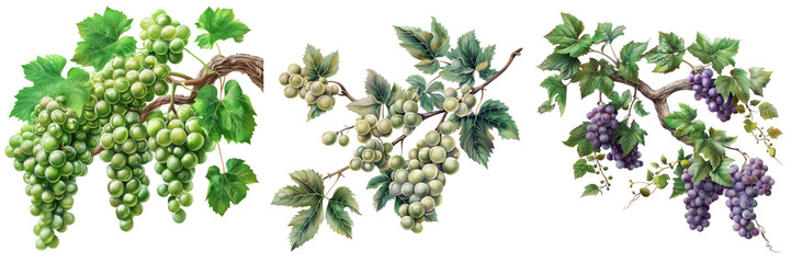 Branch with Grapes and Leaves Set Isolated on Transparent or White Background, PNG