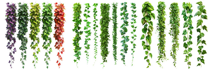 Set of Tropical Creeper Plants in a Row Set Isolated on Transparent or White Background, PNG